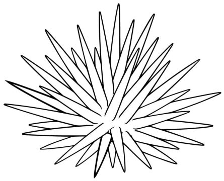 Desenho de ouriço do Mar para crianças para Colorir
