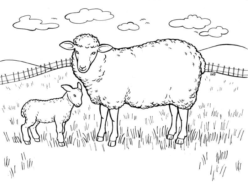 Desenho de Cordeiro e Ovelha para Colorir