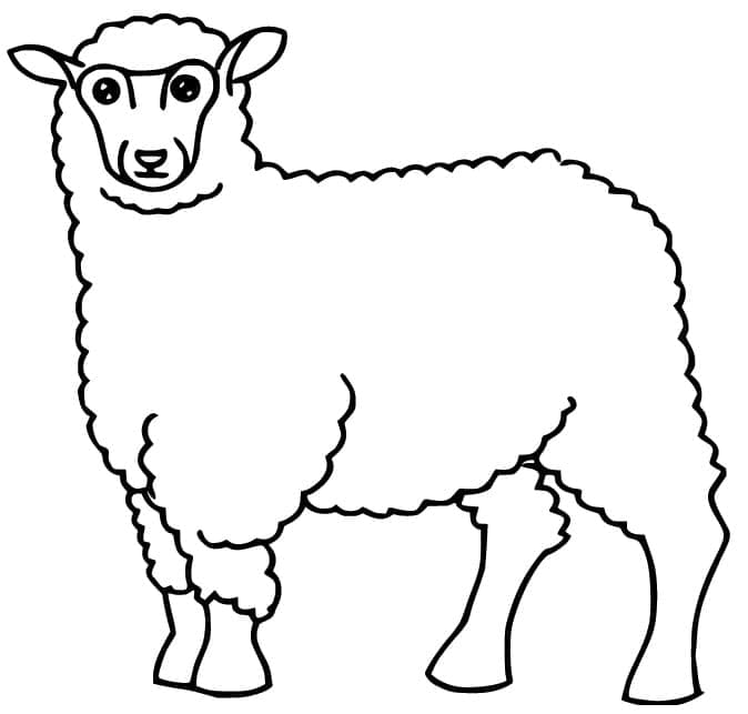 Desenho de Ovelha Normal para Colorir