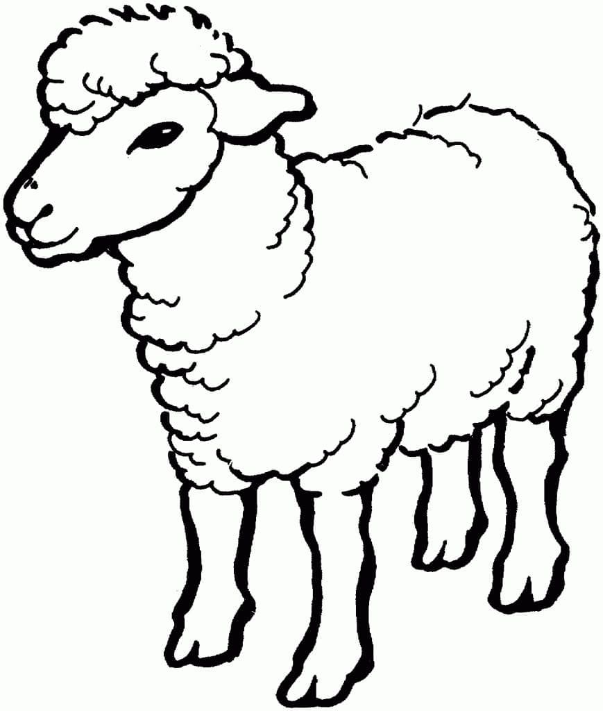 Desenho de Ovelha para Crianças para Colorir