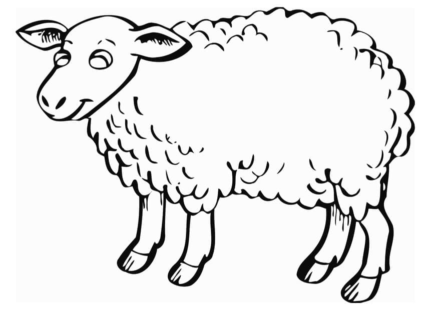 Desenho de uma Ovelha Normal para Colorir