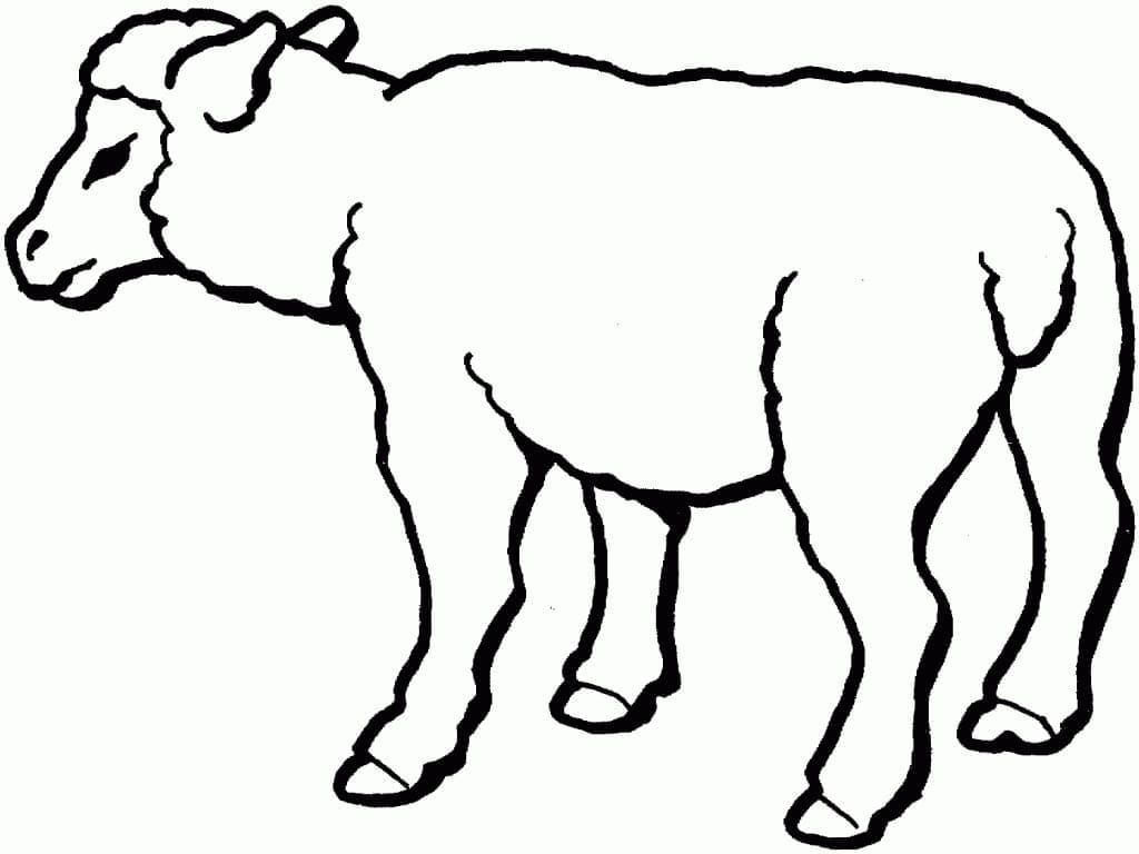 Desenho Ovelha Fácil para Colorir