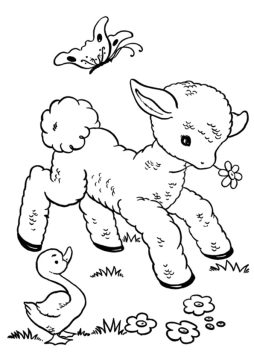 Desenho Ovelha para Colorir