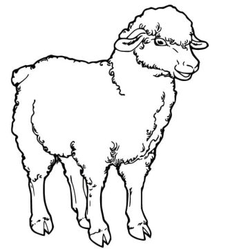 Desenho Ovelha para Colorir Giz de Cera