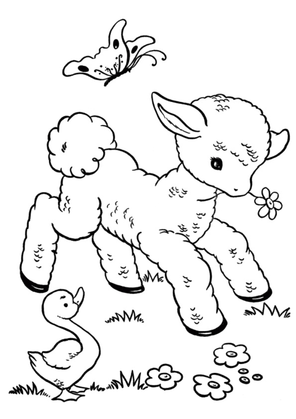 Desenho Ovelha para Colorir