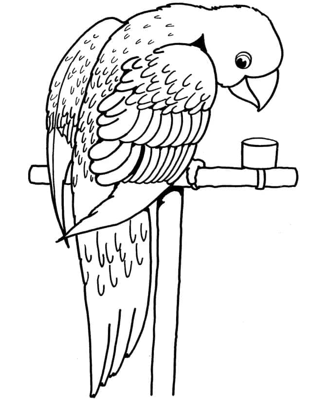 Desenho de Lindo Papagaio para Colorir