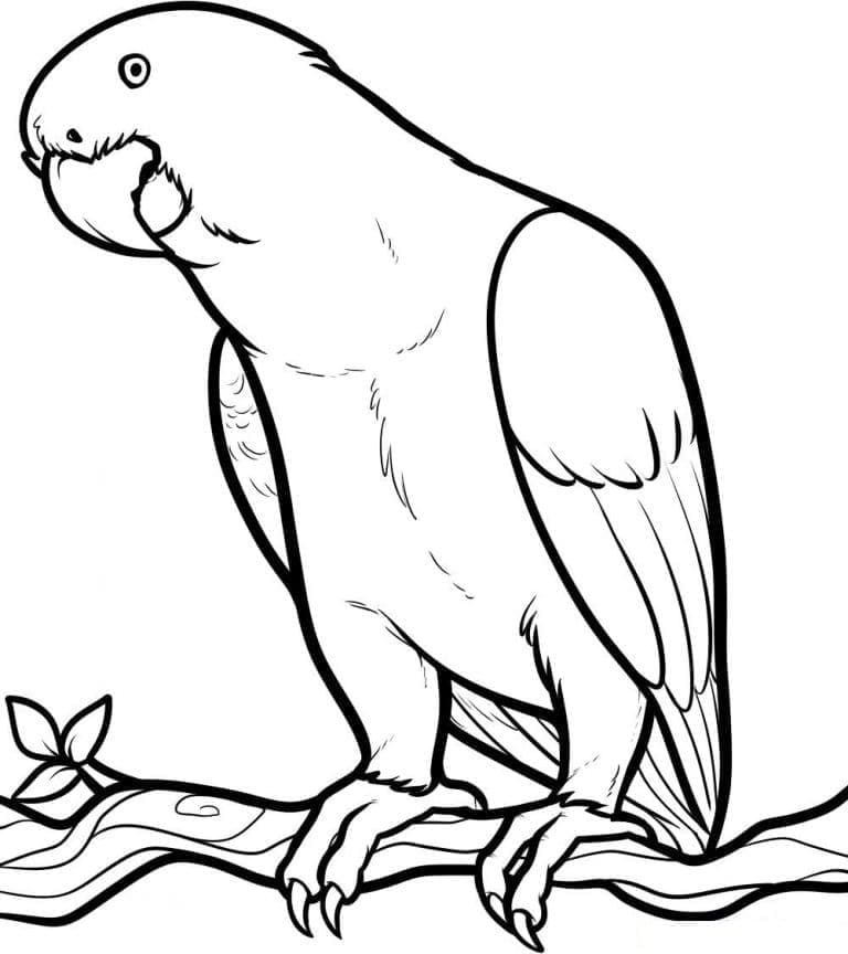 Desenho de Papagaio Curioso para Colorir
