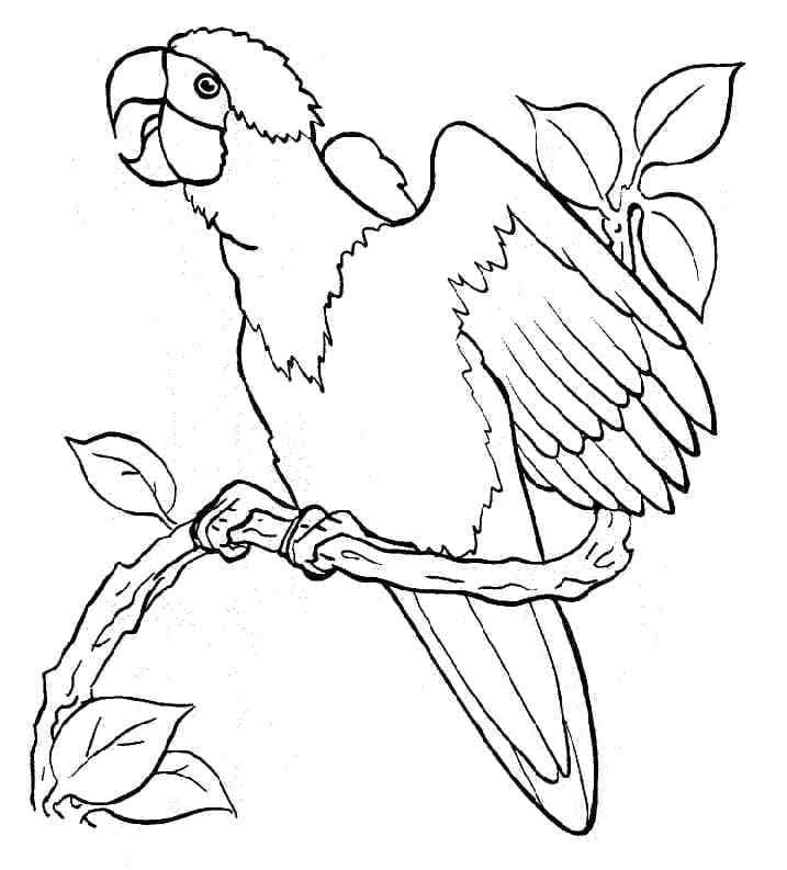 Desenho de Papagaio Normal para Colorir