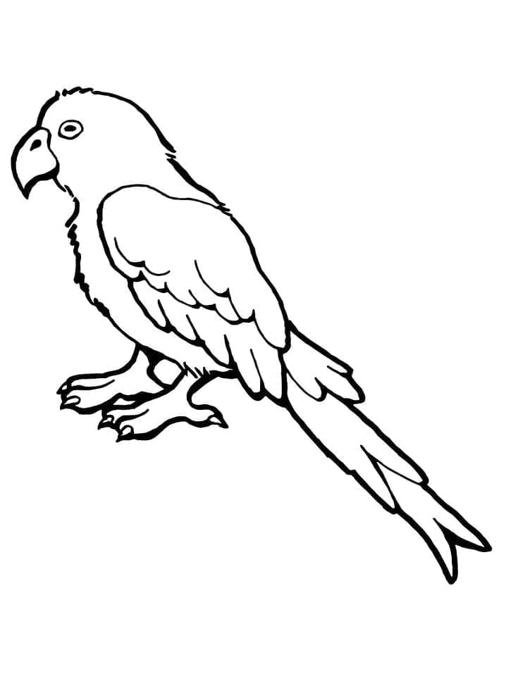 Desenho de Pequeno Papagaio para Colorir