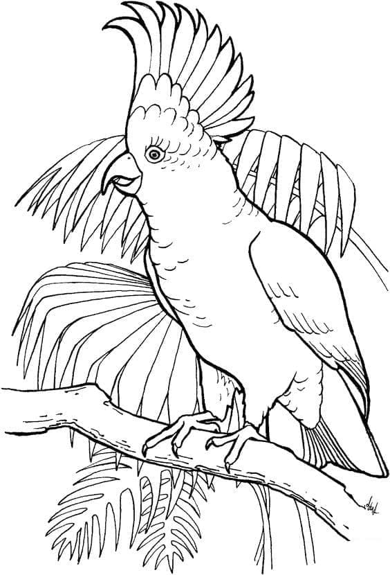 Desenho de um Lindo Papagaio para Colorir