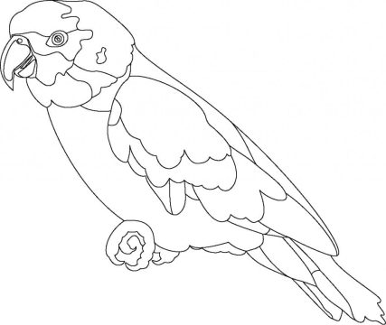 Desenho de Um Papagaio Normal para Colorir