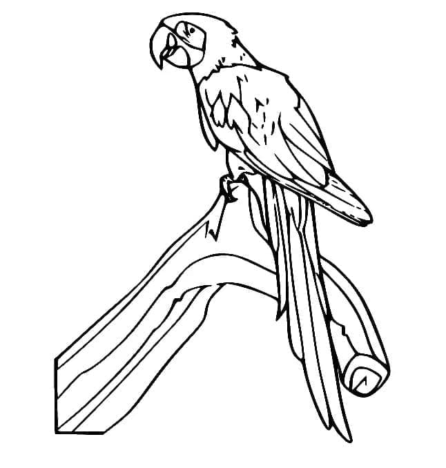 Desenho de um Papagaio no Galho para Colorir