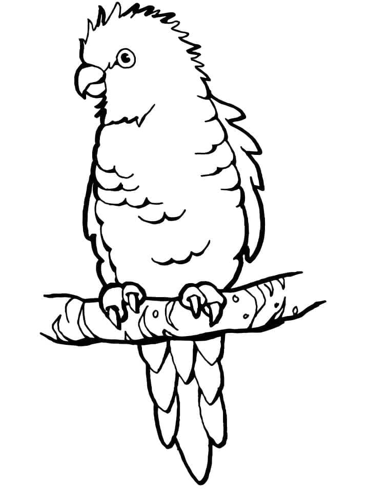 Desenho de um Papagaio para Colorir