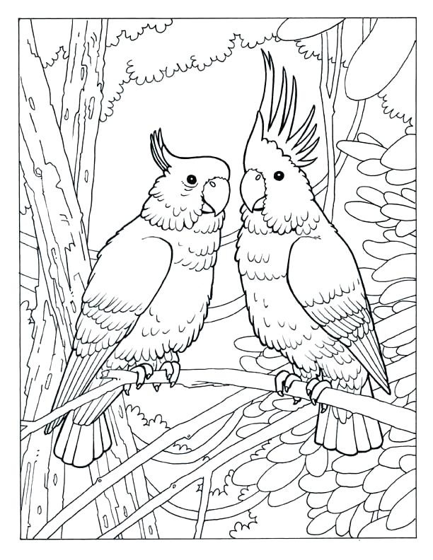 Desenho de Dois Papagaios na Floresta para Colorir