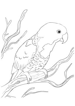 Desenho Imprimível de Papagaio fácil de Colorir grátis
