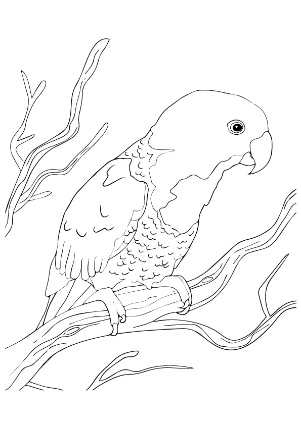 Desenho Imprimivel de Papagaio Fácil de Colorir Grátis