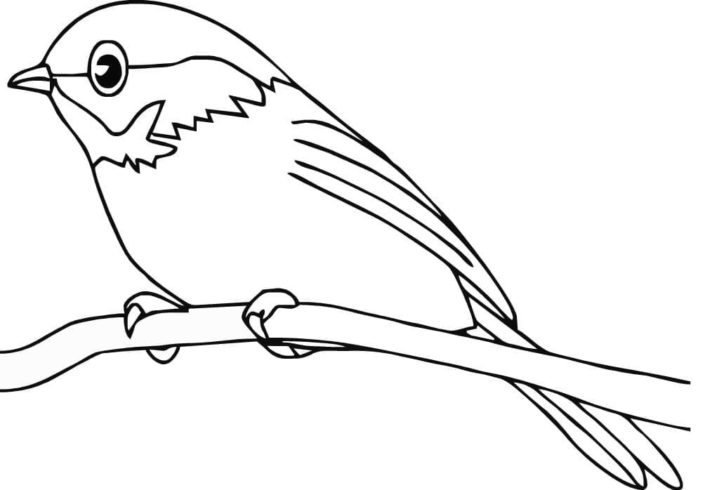 Desenho de Pássaro em um Galho para Colorir
