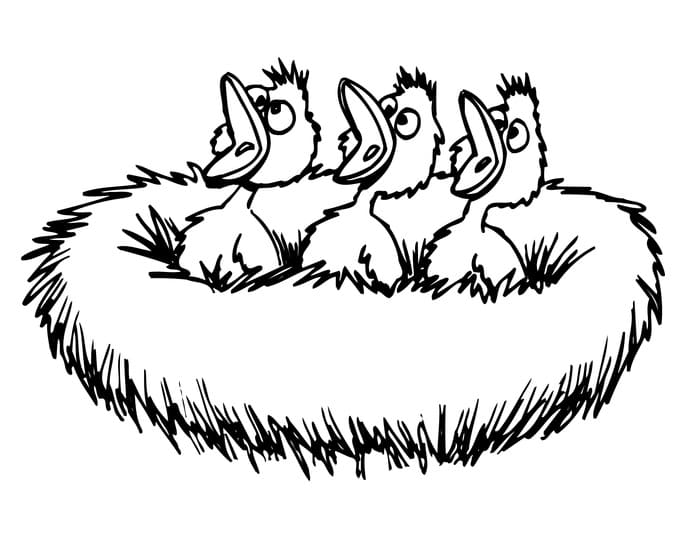 Desenho de Pássaros no Ninho para Colorir