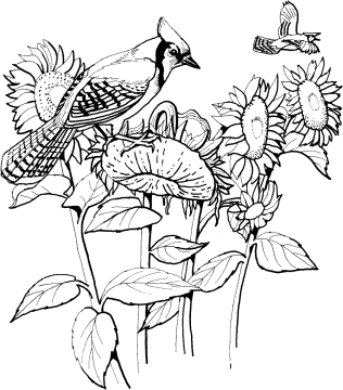 Desenho pássaro Simples para Colorir