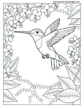 Desenho Pdf de pássaro Beija Flor para Imprimir e Pintar