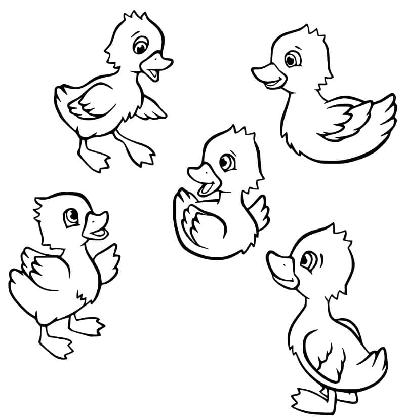 Desenho Cinco Patinhos para Colorir