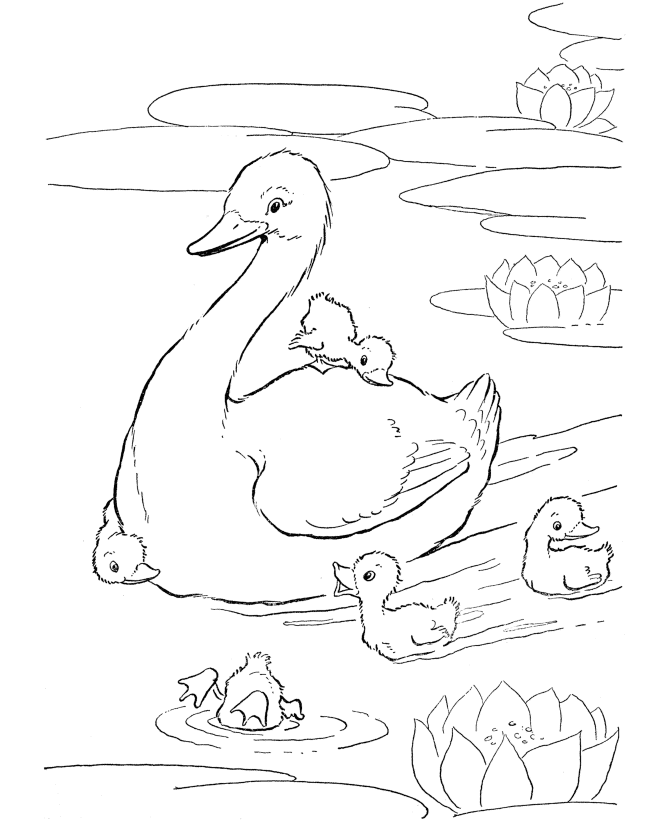 Desenho de Patinho no Lago com Suá Família Grátis para Imprimir e Colorir