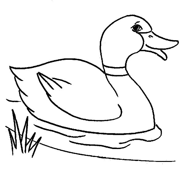 Desenho de Patinho para Colorir Download