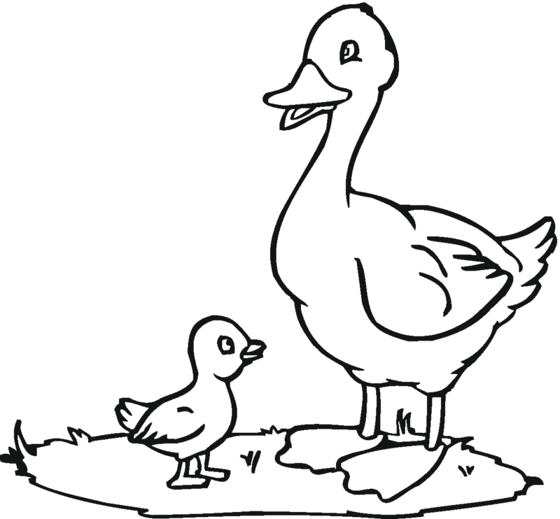 Desenho de Patinho para Colorir Imprimivel