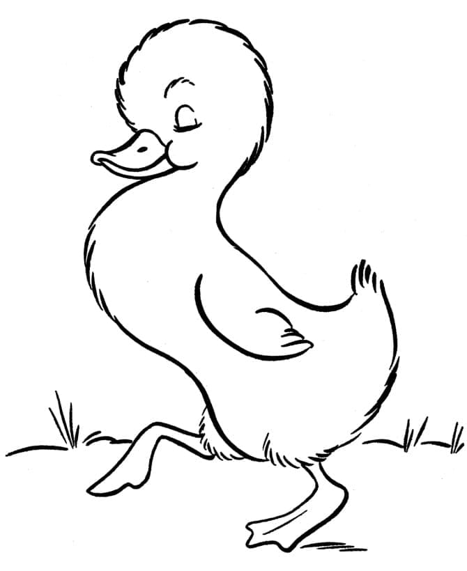 Desenho Patinho Andando para Colorir
