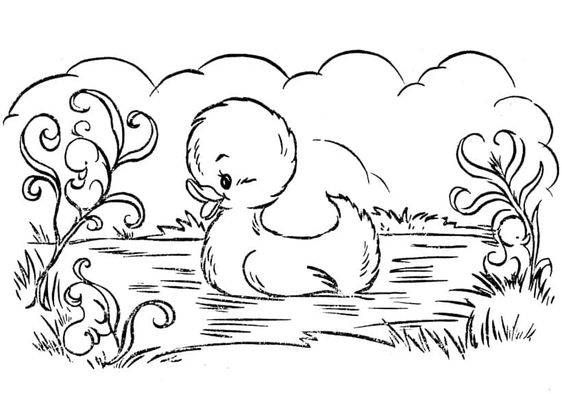 Desenho Patinho Nadando para Colorir