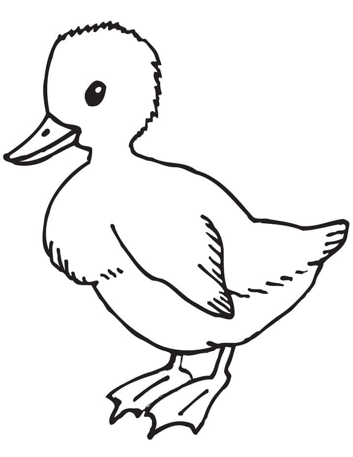 Desenho Patinho para Colorir Lápis de Cor