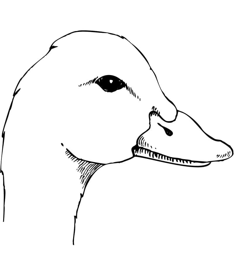 Desenho de Cabeça de Pato para Colorir