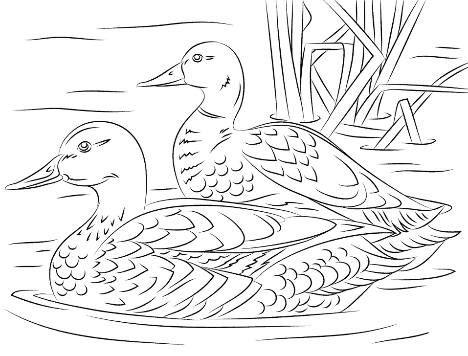 Desenho de Dois Patos Reais Nadando em Lago para Pintar