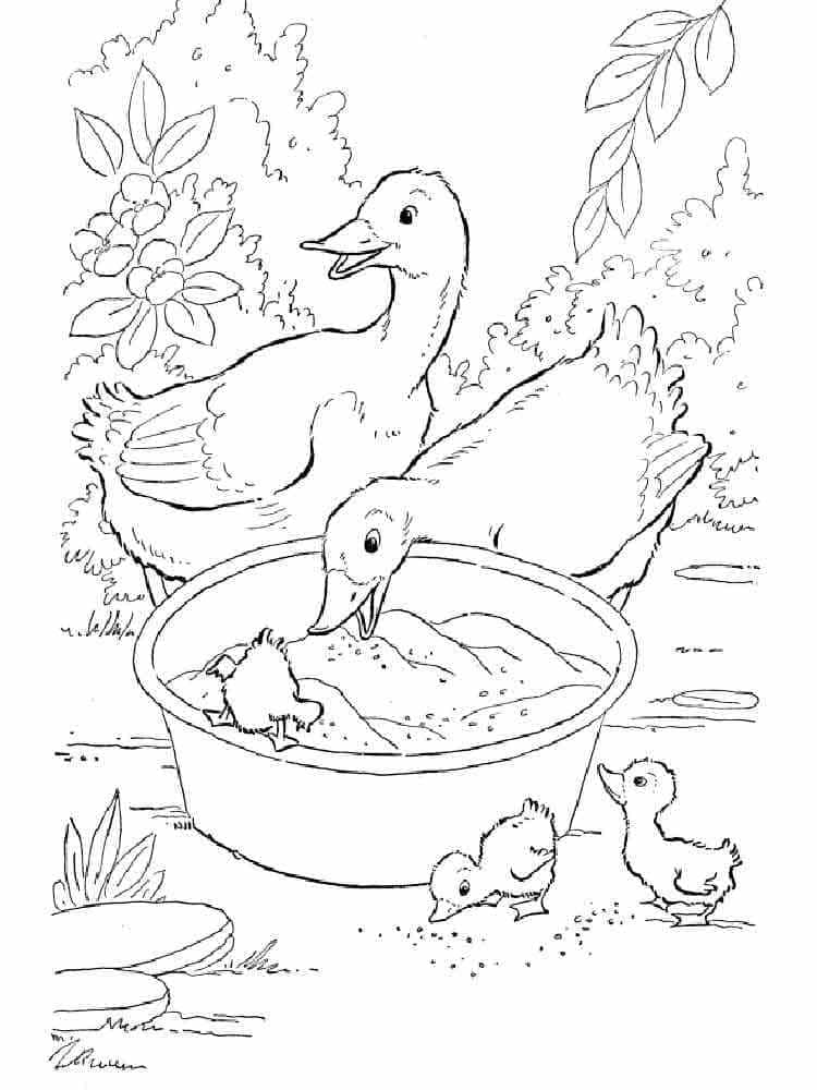 Desenho de Família do Pato para Colorir