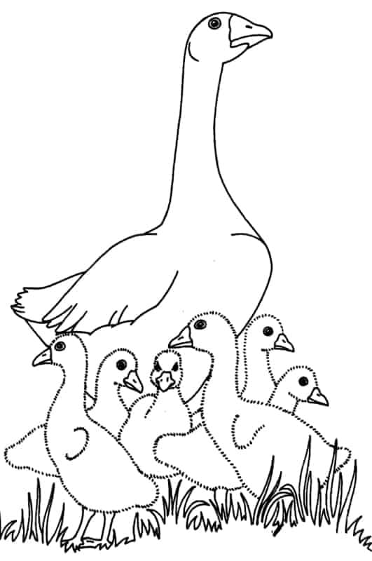 Desenho de Mamãe Pato e Patinhos para Colorir