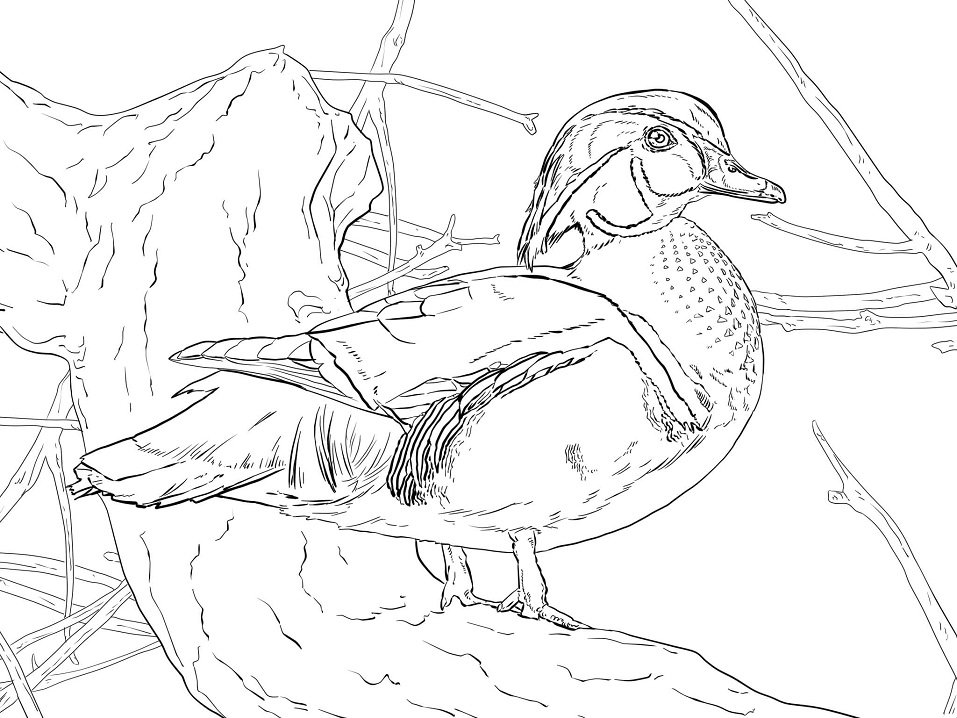 Desenho de Pato Carolino para Pintar