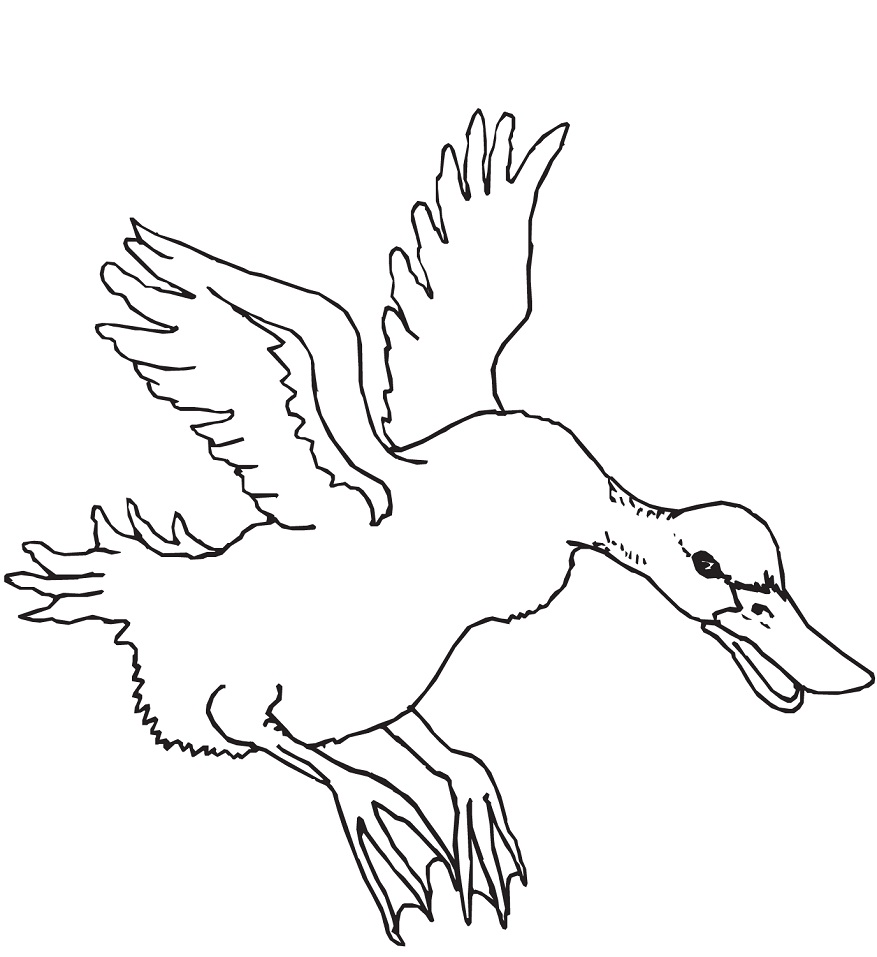 Desenho de Pato Download para Colorir