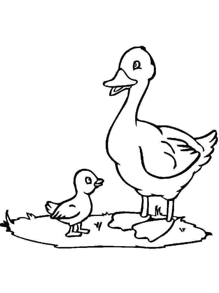 Desenho de Pato e Patinho para Colorir