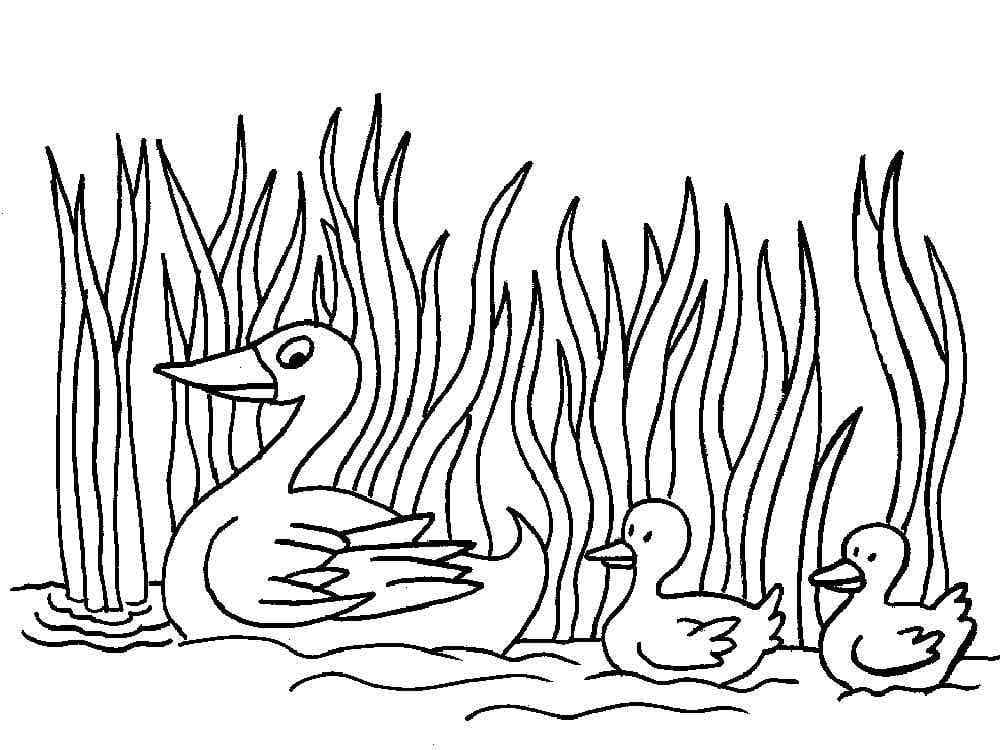 Desenho de Pato e Patinhos para Colorir