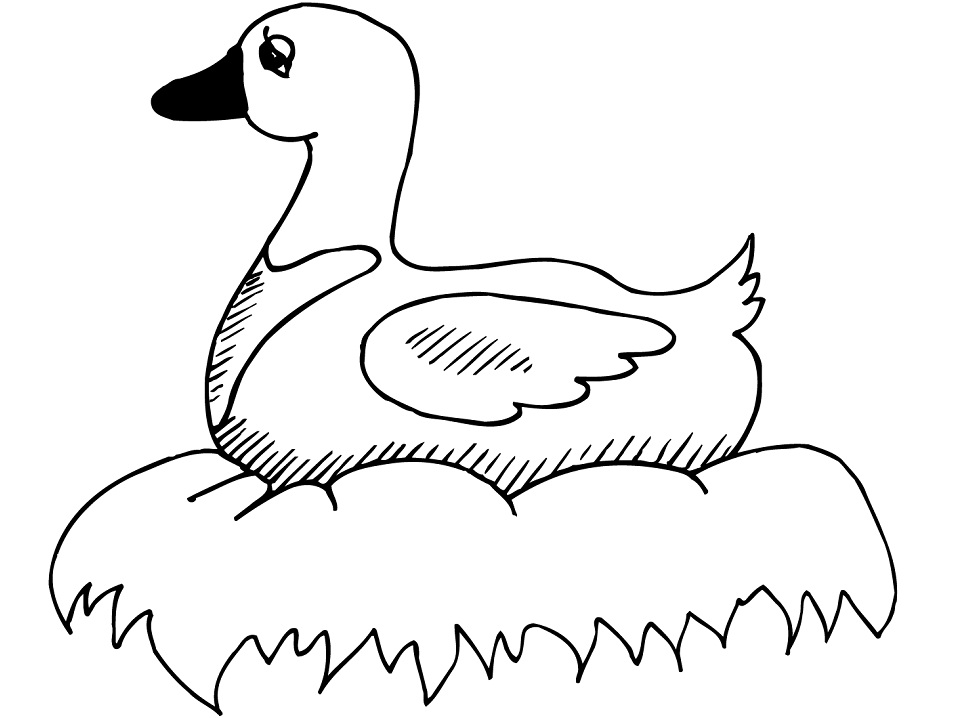 Desenho de Pato Imprimivel para Colorir