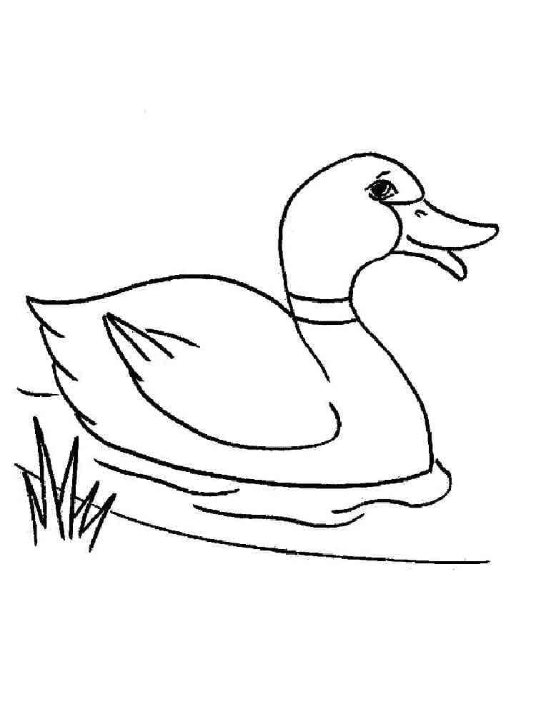 Desenho de Pato Nadador para Colorir