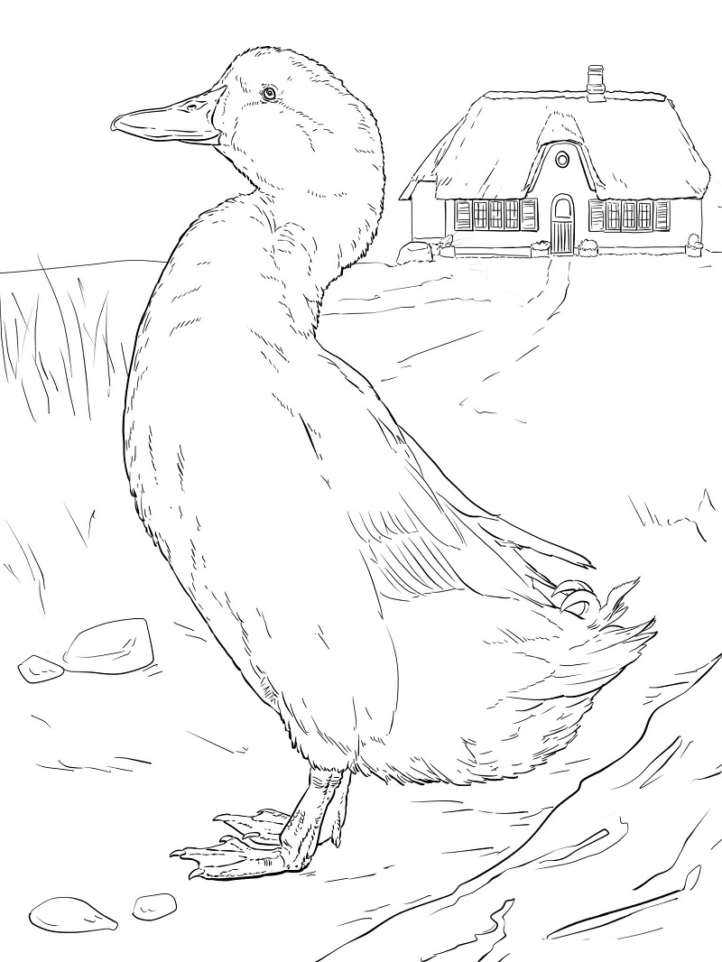 Desenho de Pato no Quintal de Casa no Campo para Pintar
