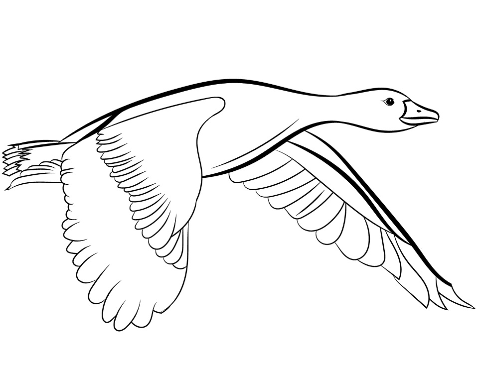Desenho de Pato para Colorir Download