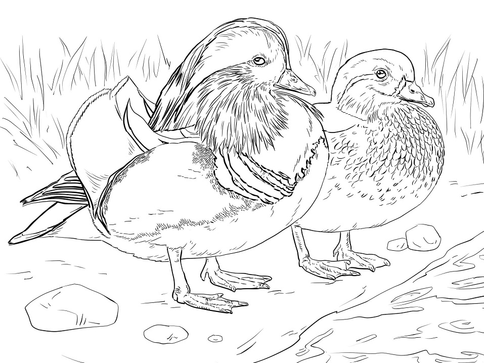 Desenho de Pato para Colorir Imprimivel