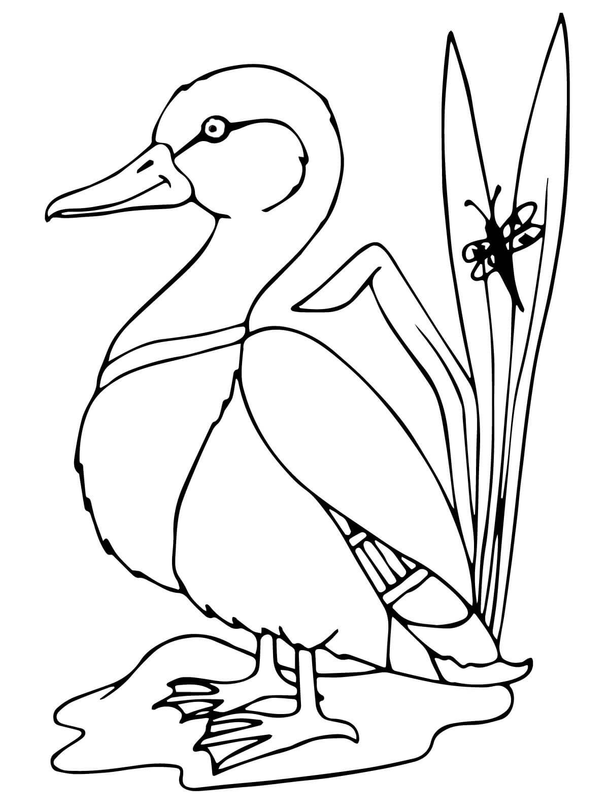 Desenho de Pato Pdf para Colorir