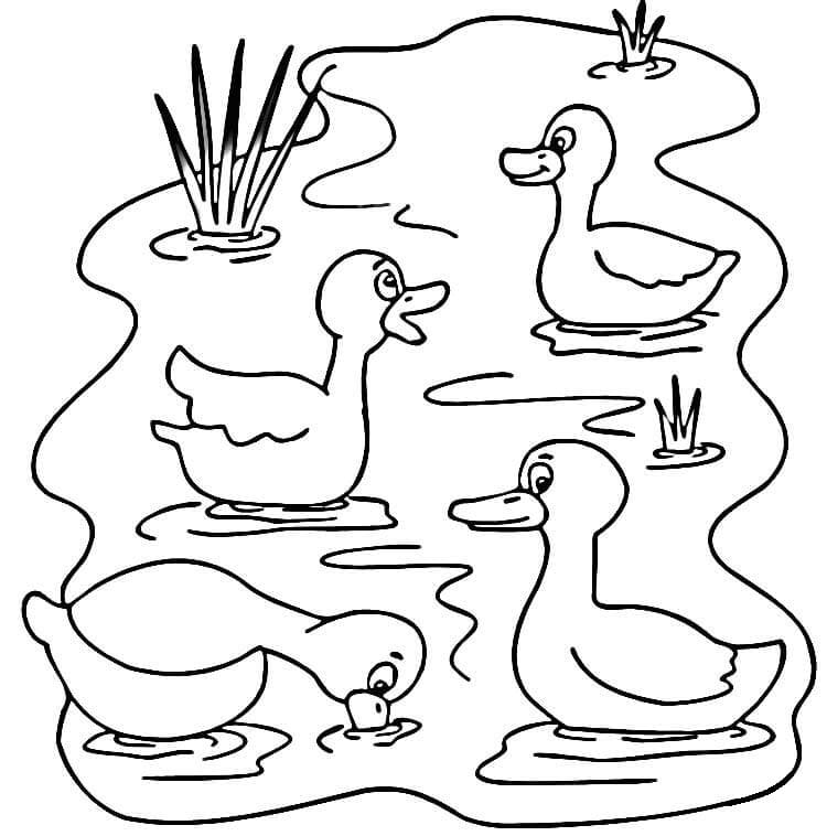 Desenho de Patos Nadadores para Colorir