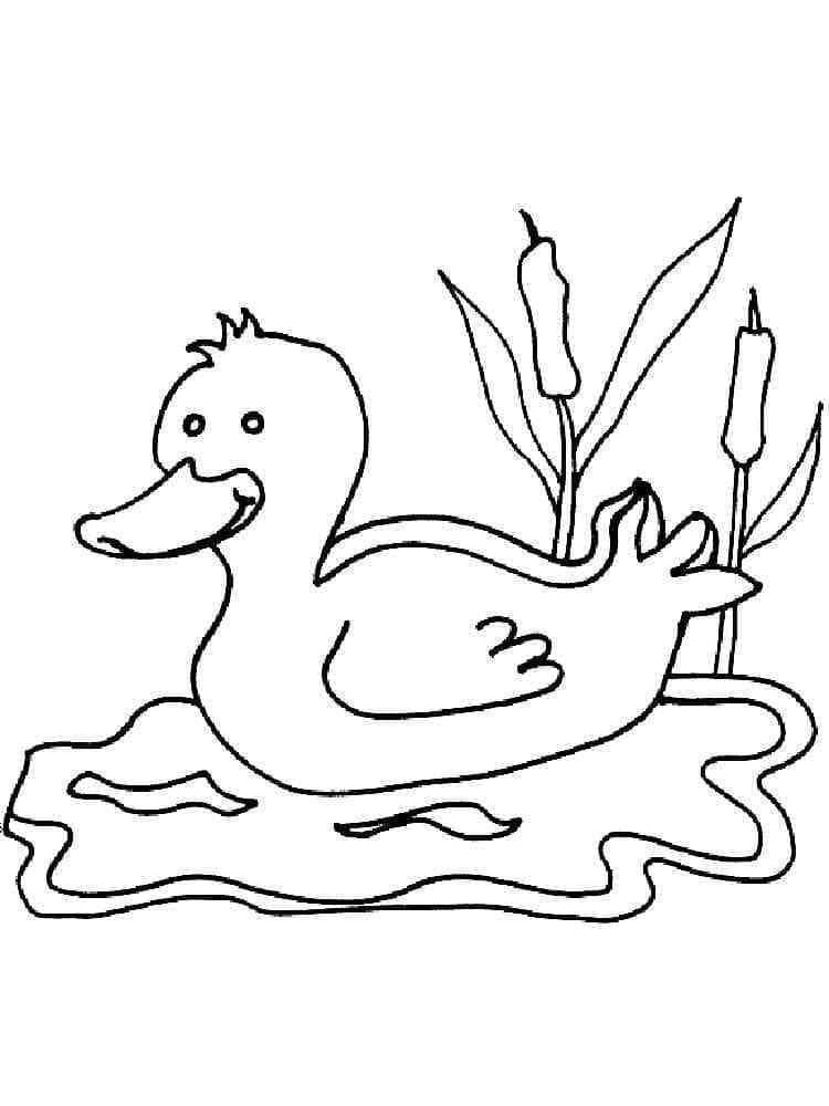 Desenho de um Pato Nadador para Colorir
