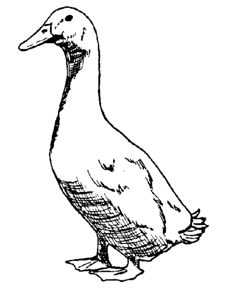 Desenho Pato Normal para Colorir