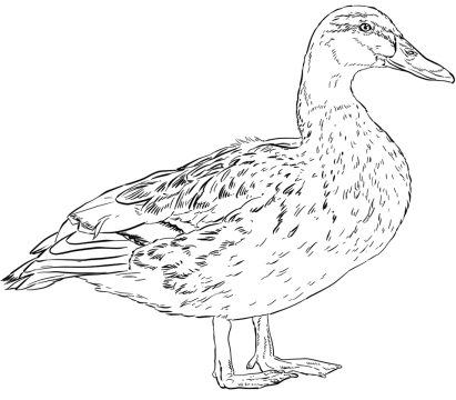 Desenho Realista de Pato Real para Pintar com Giz de Cera