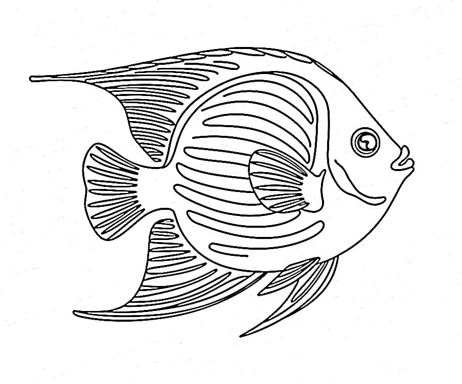 Desenho de Peixe Anjo para Colorir
